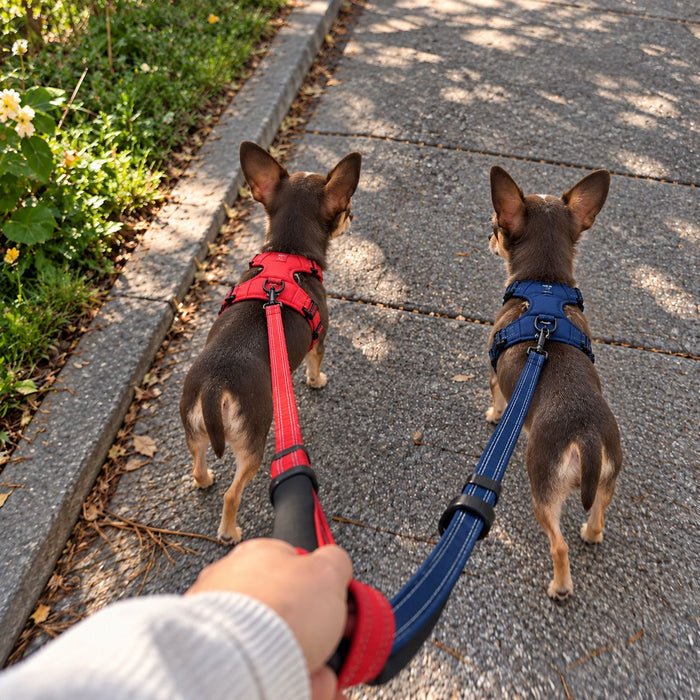 Chihuahua wearing the Navea harness in navy